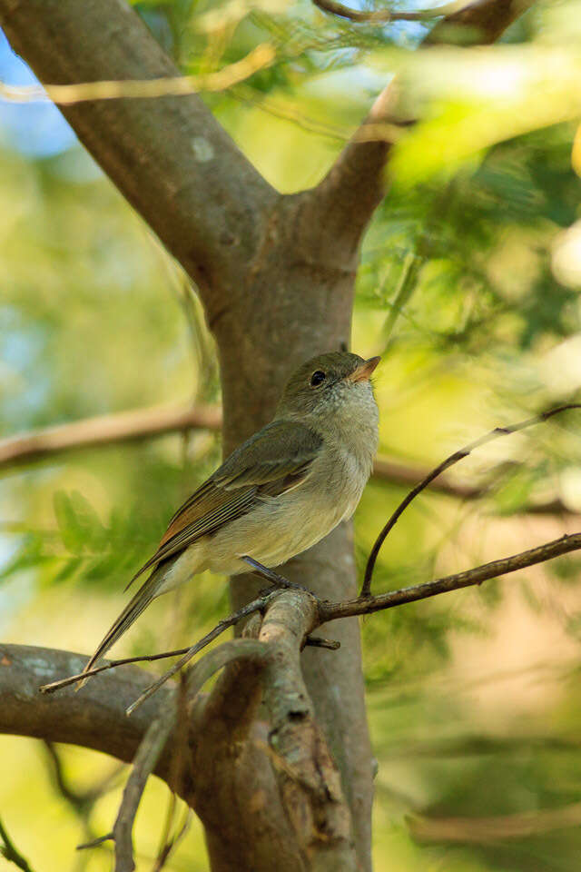 صورة Pachycephala pectoralis pectoralis (Latham 1801)