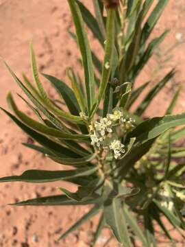 Image of Utah milkweed