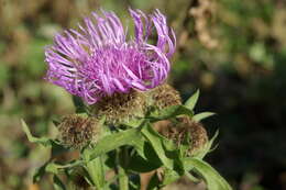 Image of Centaurea phrygia subsp. abnormis (Czer.) Greuter