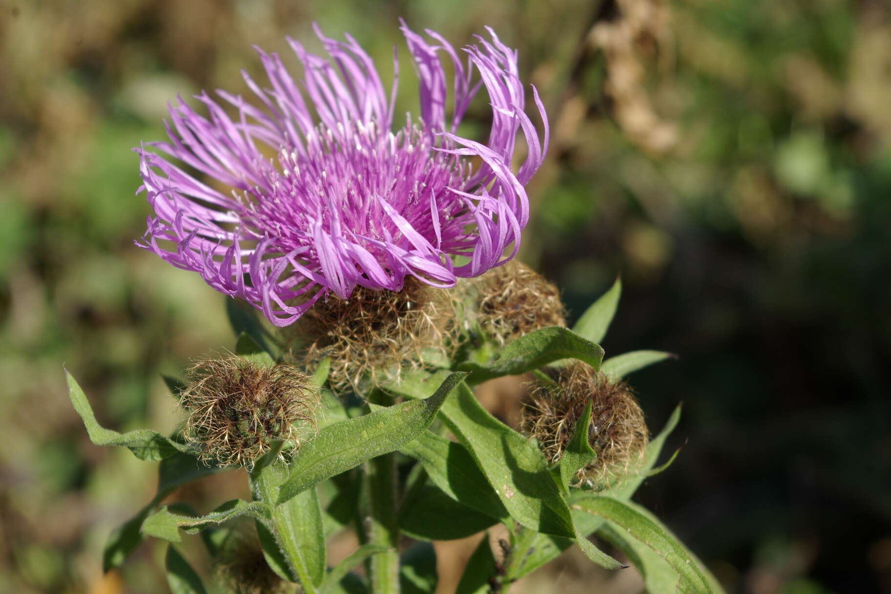 Image of Centaurea phrygia subsp. abnormis (Czer.) Greuter