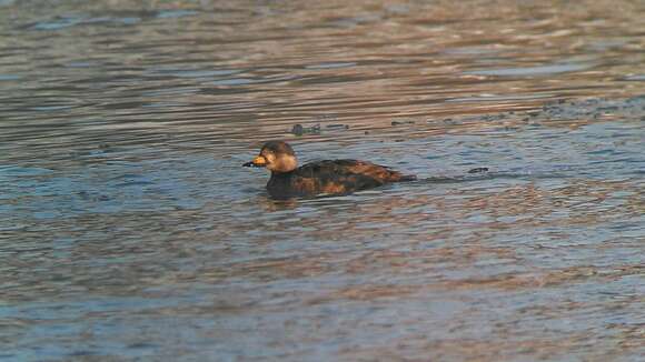 Image of American Scoter