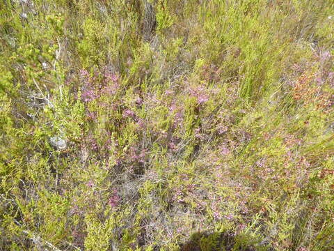 Image of Erica equisetifolia Salisb.