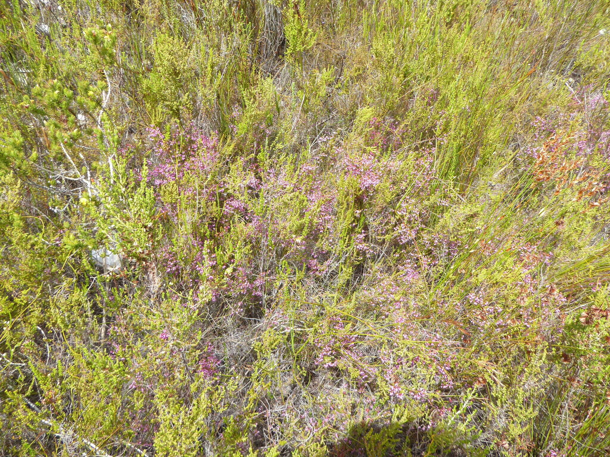 Image of Erica equisetifolia Salisb.