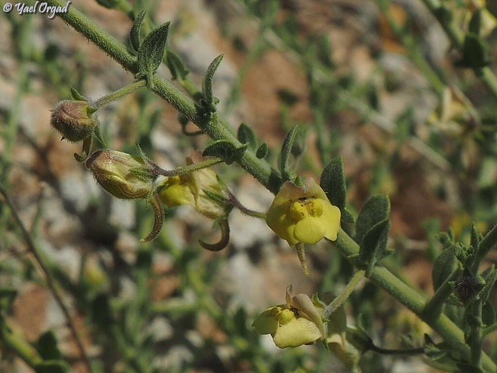 Image of Kickxia aegyptiaca (L.) Nábelek