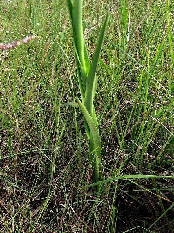 Disa intermedia H. P. Linder resmi