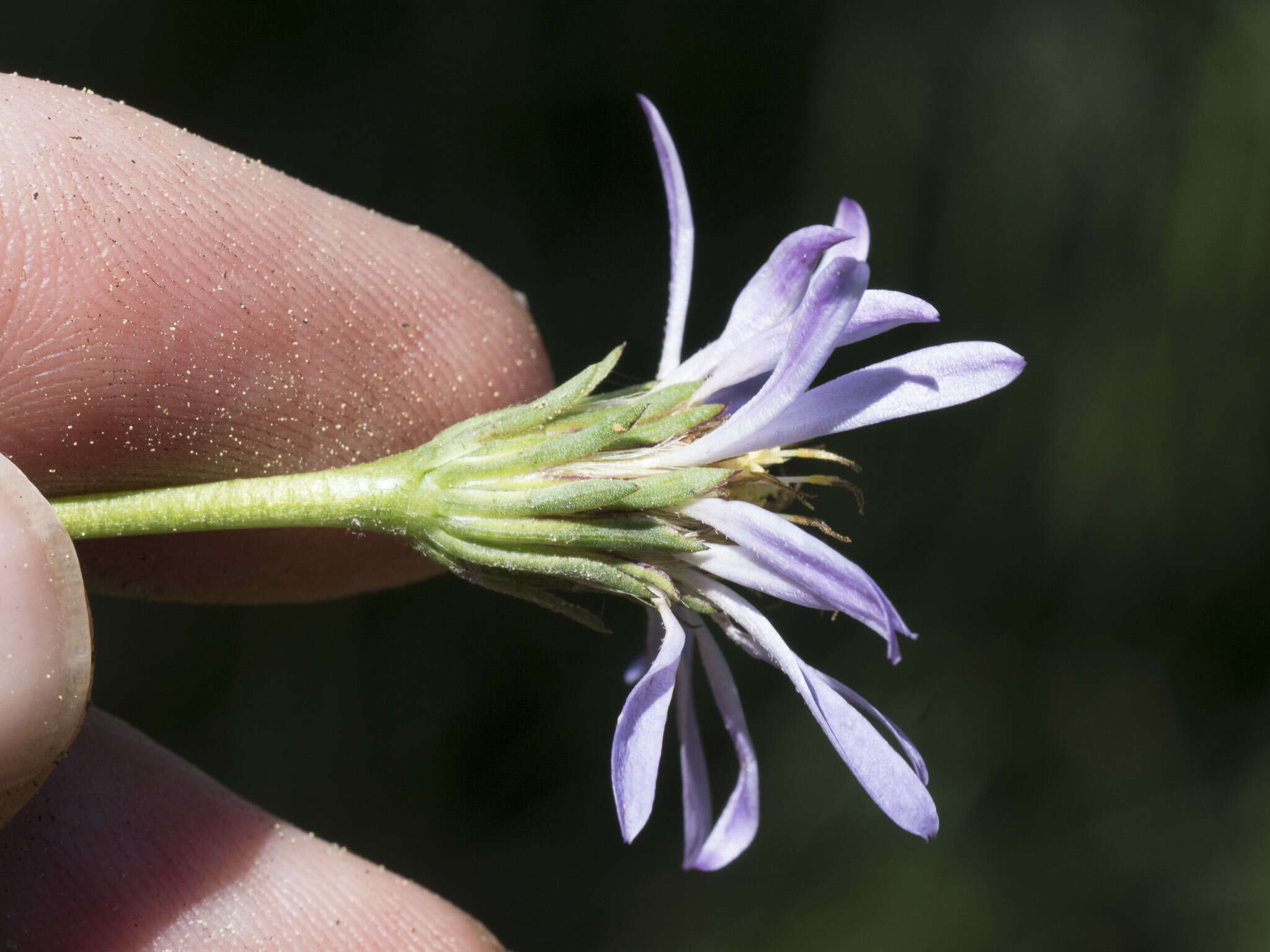 Imagem de Oreostemma alpigenum var. andersonii (A. Gray) G. L. Nesom