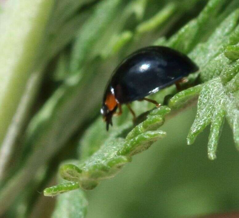 Image de Exochomus flavipes (Thunberg 1781)