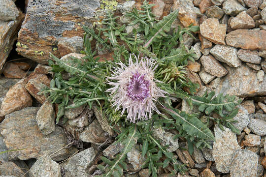 Image of Jurinea moschus (Habl.) Bobrov