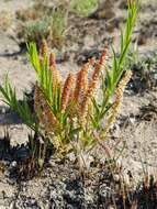 Acalypha caperonioides Baill. resmi