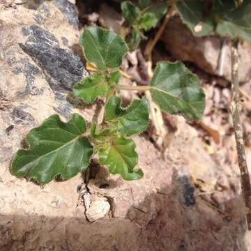 Imagem de Boerhavia gracillima Heimerl