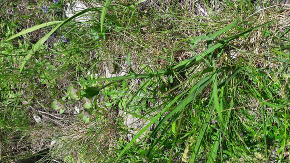 Image of Bupleurum angulosum L.