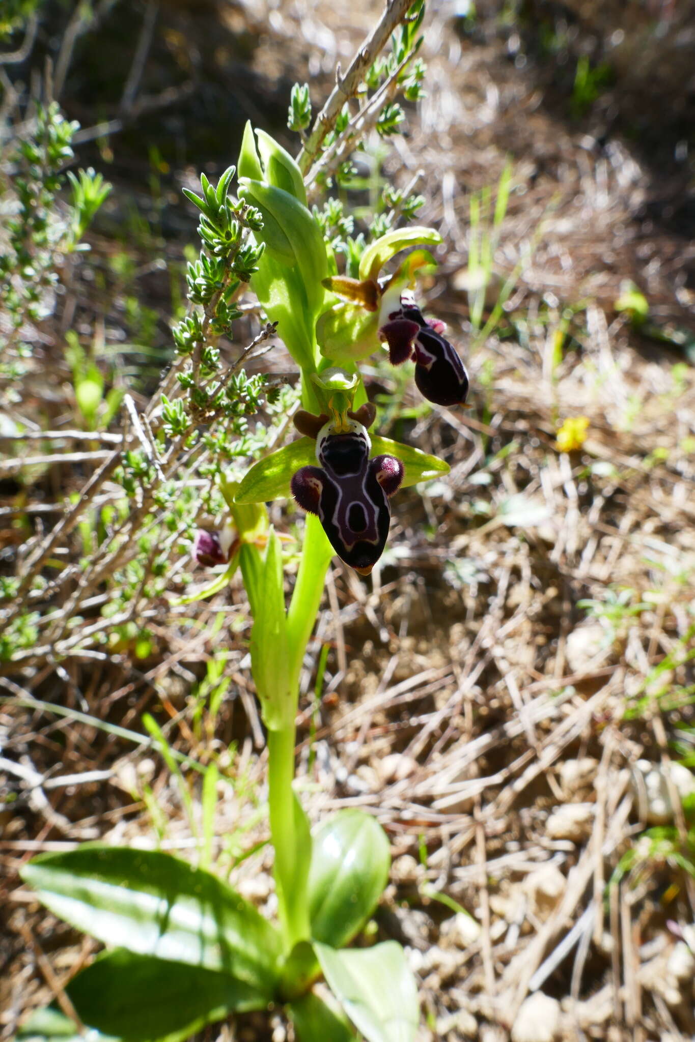 Image of Kotschy's Ophrys