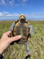 Image of Malaclemys terrapin macrospilota (Hay 1904)