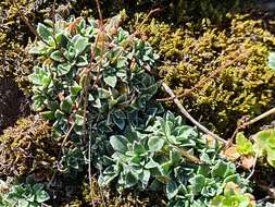 Image of Saxifraga paniculata subsp. cartilaginea (Willd.) D. A. Webb