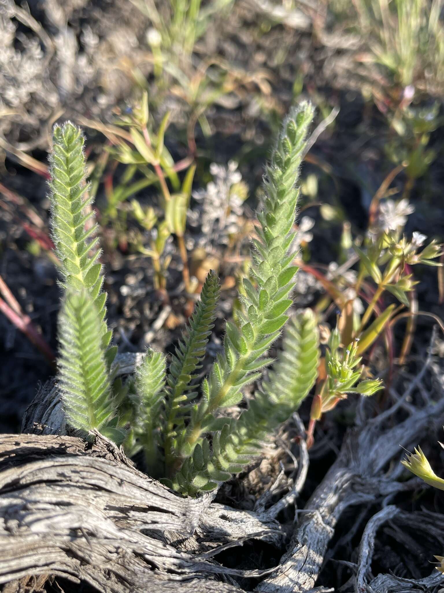 Image de Ivesia sericoleuca (Rydb.) Rydb.