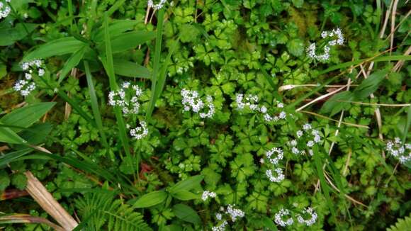 Image of Sanicula petagnioides Hayata