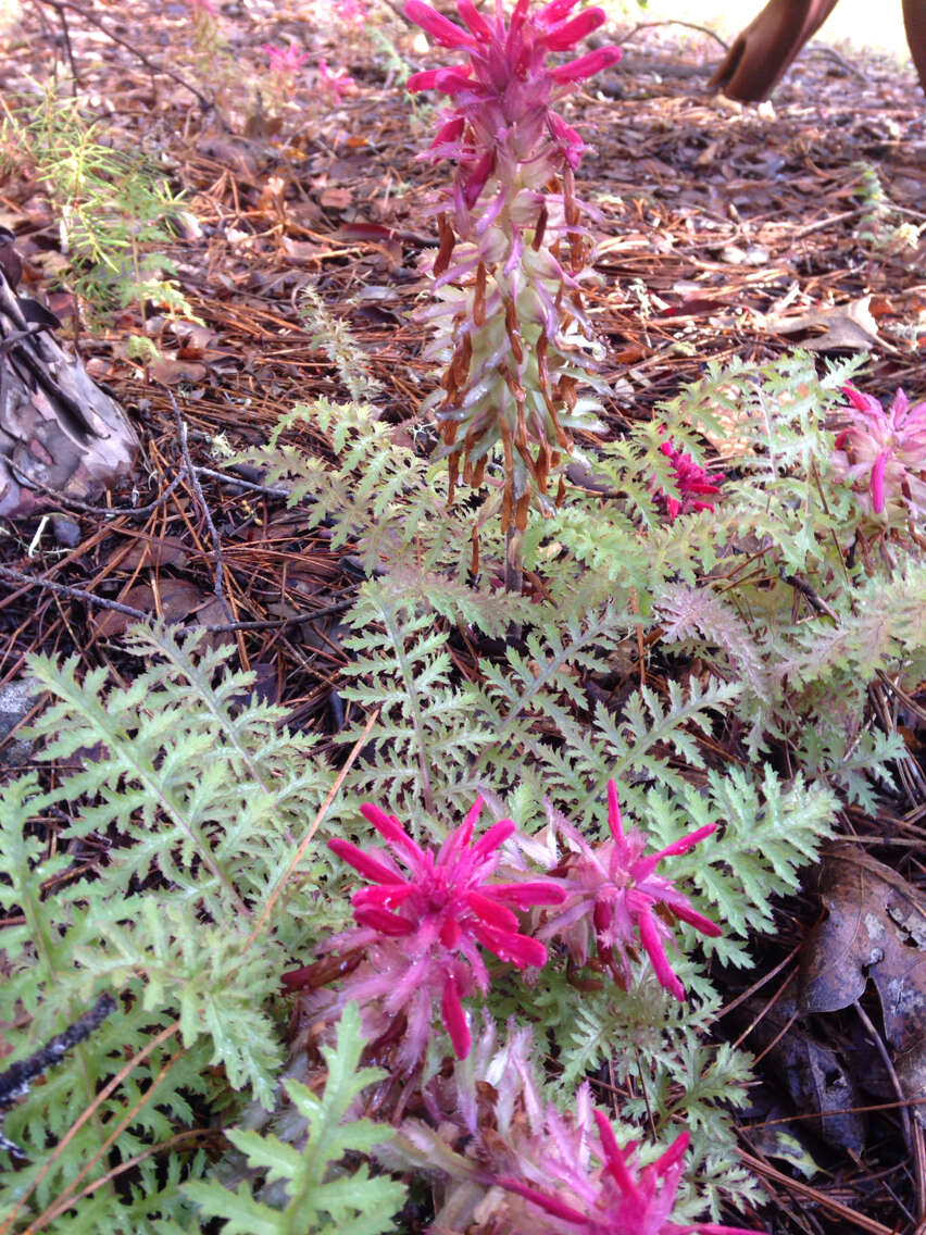 Слика од Pedicularis densiflora Benth.