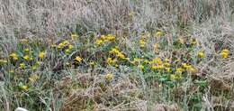 Image of yellow marsh marigold