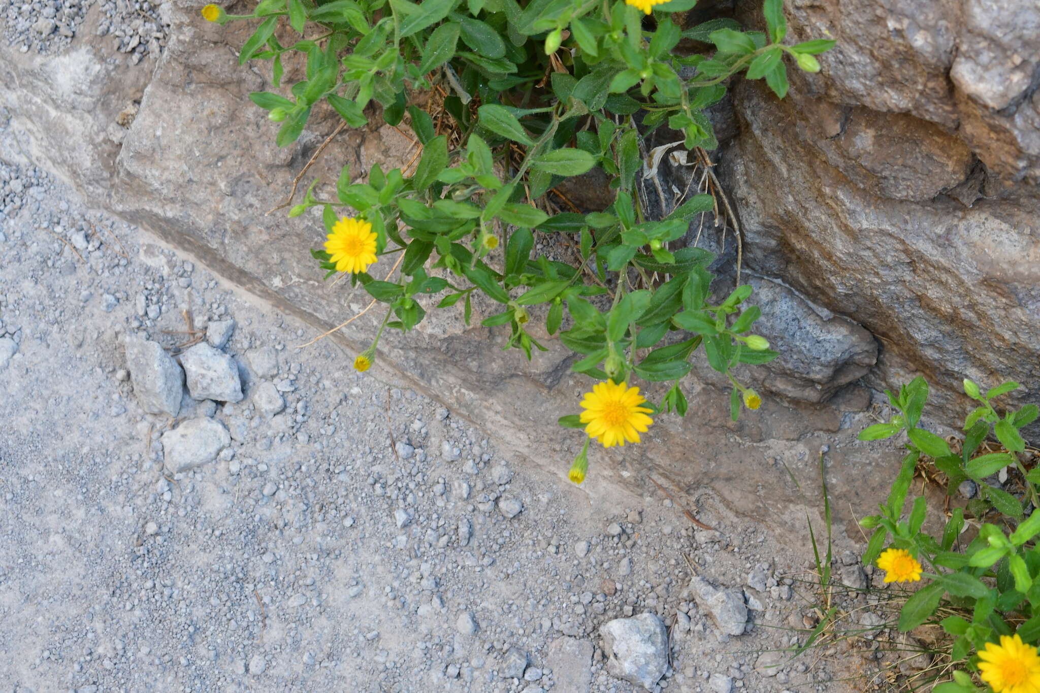 Sivun Heterotheca viscida (A. Gray) V. L. Harms kuva