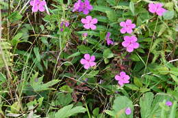 Sivun Geranium soboliferum Kom. kuva