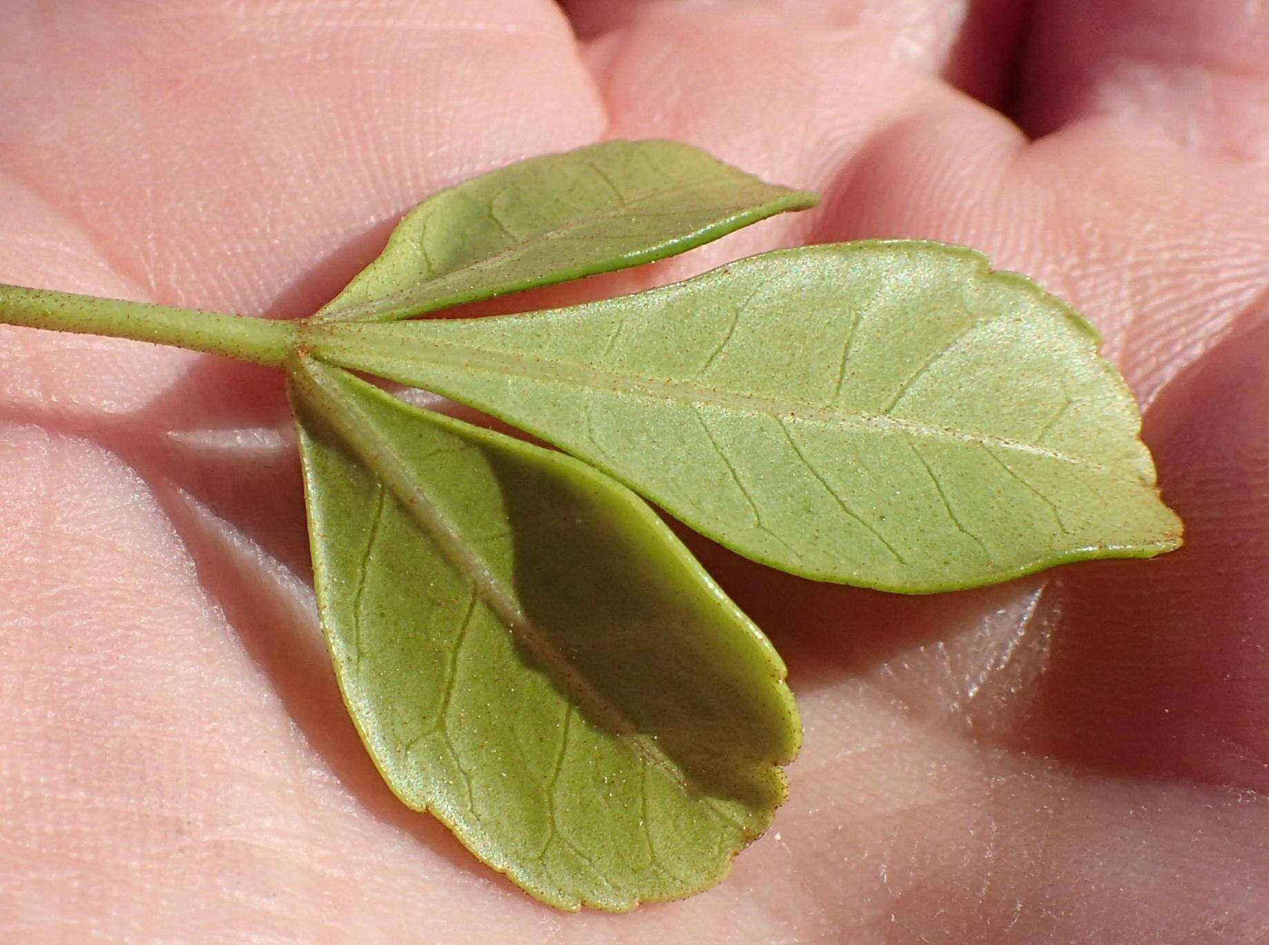 Image of Searsia crenata (Thunb.) Moffett