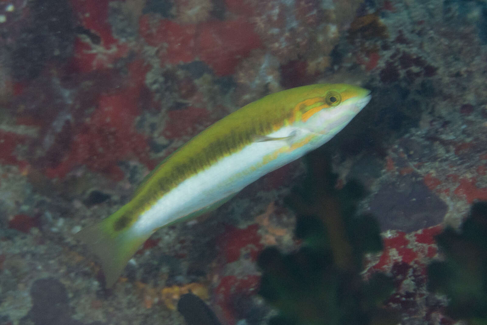 Thalassoma lutescens (Lay & Bennett 1839) resmi