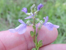 Image of Texas toadflax