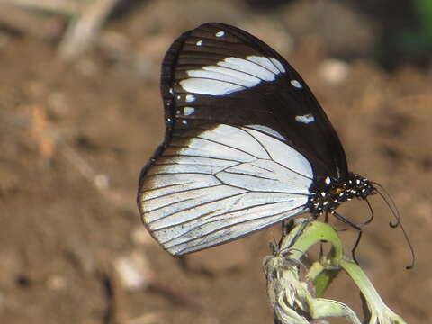 Image de Amauris niavius dominicanus Trimen 1879