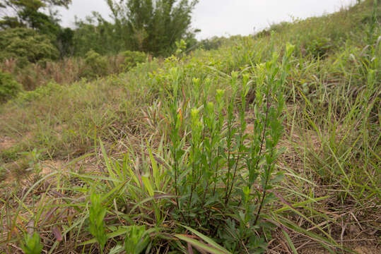 Image of Artemisia japonica Thunb.