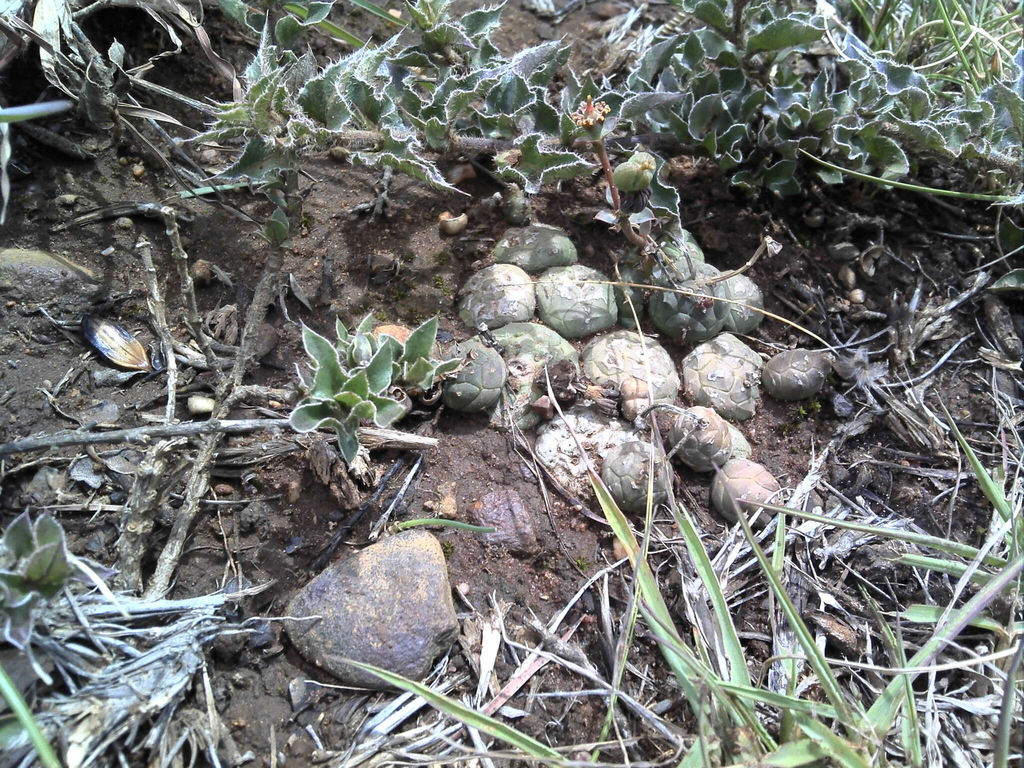 Image of Globose Euphorbia