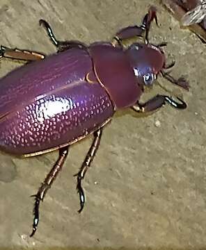 Image of Chrysina purulhensis (Warner & Monzón 1993)