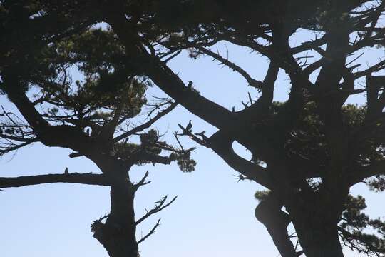 Image of Kererū