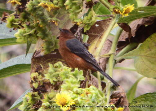 Image of Rufous-browed Conebill