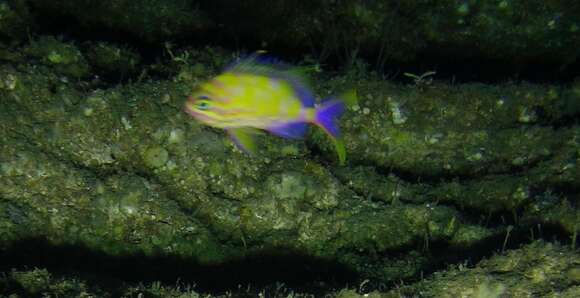 Image of Checked swallowtail