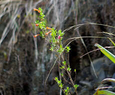 Image of Clinopodium tomentosum (Kunth) Govaerts