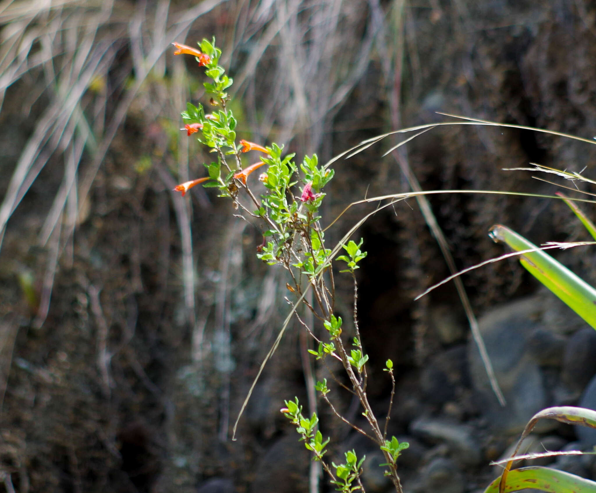 Image of Clinopodium tomentosum (Kunth) Govaerts