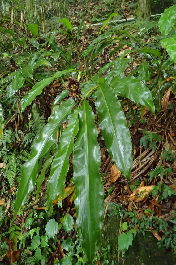 Image of Alpinia sessiliflora Kitam.