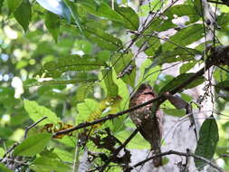 Image of Ceylon Frogmouth