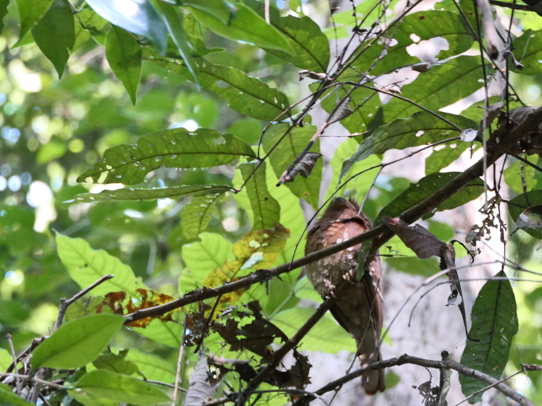 Image of Ceylon Frogmouth