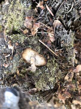 Image of Baeospora occidentalis L. J. Hutchison & Kropp 2012