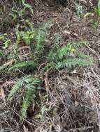 Image of Kunth's hacksaw fern