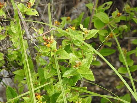 Image of Calea urticifolia (Mill.) DC.