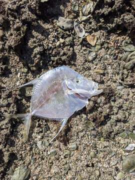 Image of Atlantic Lookdown