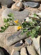 Image of coastal bird's-foot trefoil