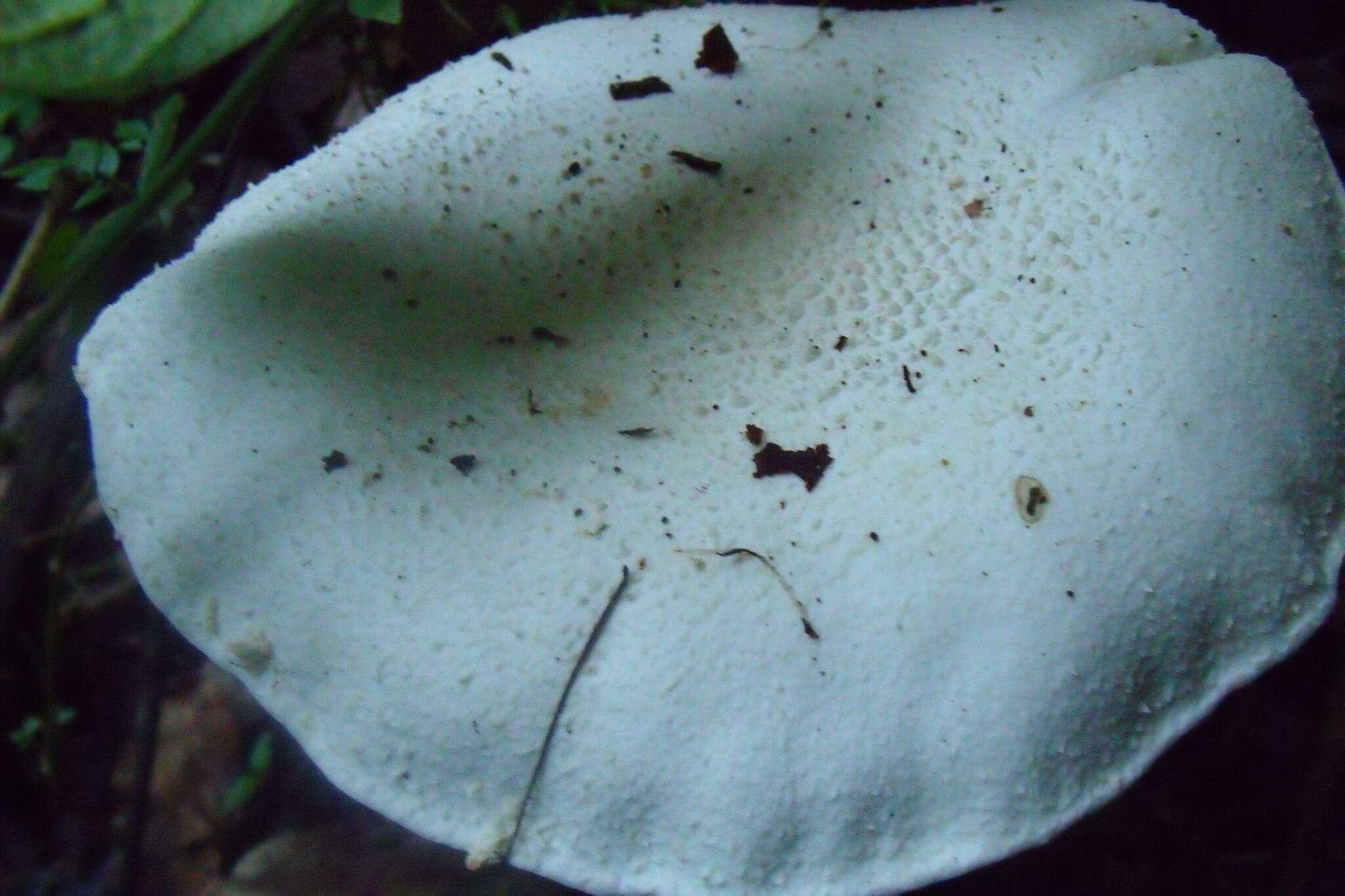 Image of Amanita chlorinosma (Peck) Lloyd 1898