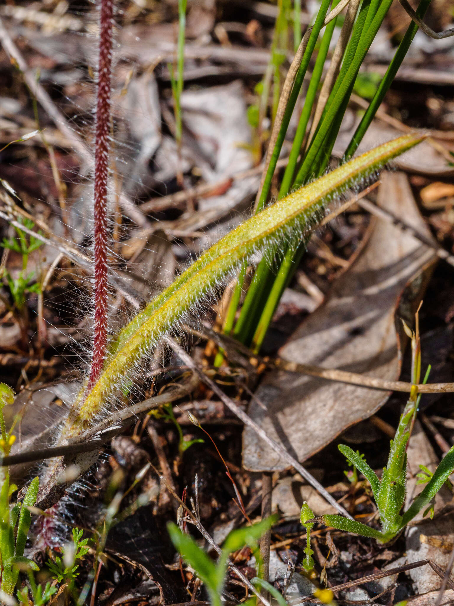 Image of Bats Ridges spider orchid