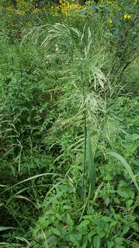 Image of Sweet Wood-Reed