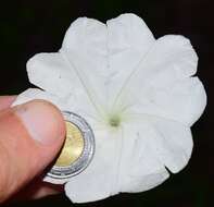 Image of Ipomoea lottiae J. A. Mc Donald