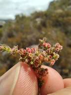 Plancia ëd Erica altiphila E. G. H. Oliver