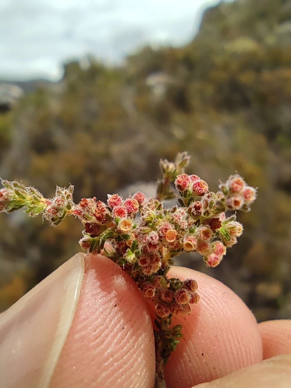 Plancia ëd Erica altiphila E. G. H. Oliver